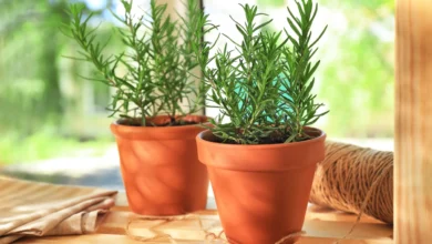 Perfume Sua Casa com Alecrim: A Erva Encantadora que Perfuma e Revigora