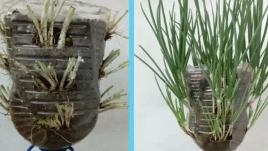 Cultivando Cheiro Verde na Garrafa PET em Casa: Um Guia Passo a Passo – 100