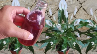 Desvendando o Segredo das Flores Mais Felizes: A Magia da Borra de Café