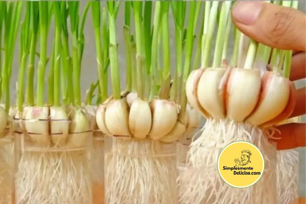 Como Cultivar Alho em uma Garrafa Tenha Alho Verde Fresquinho em Casa Como Cultivar Alho em uma Garrafa Tenha Alho Verde Fresquinho em Casa