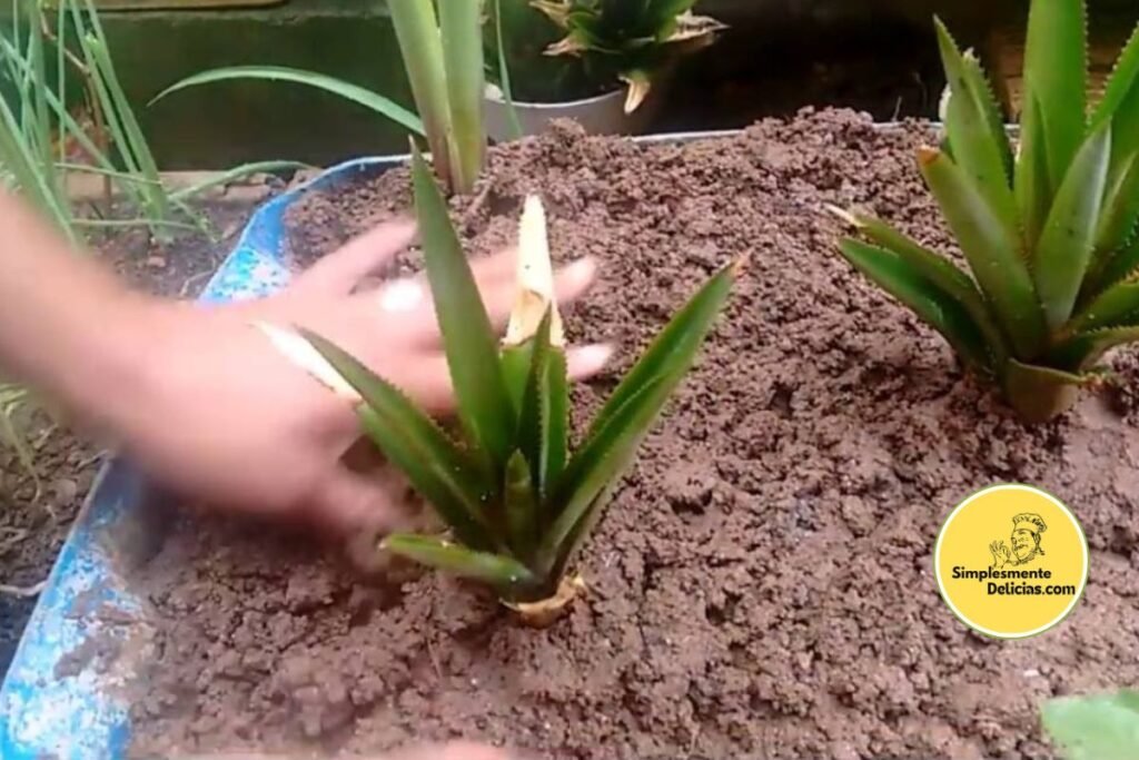 Como Cultivar Abacaxi em Casa