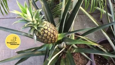 Como Cultivar Abacaxi em Casa: Guia Completo para um Cultivo Saboroso e Decorativo