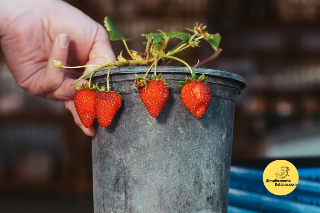 Cultivando Morangos em Casa Um Guia Passo a Passo para Colher Frutas Frescas e Saborosas!