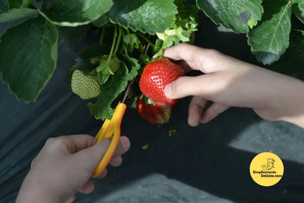 Cultivando Morangos em Casa