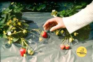 Cultivando Morangos em Casa Um Guia Passo a Passo para Colher Frutas Frescas e Saborosas!