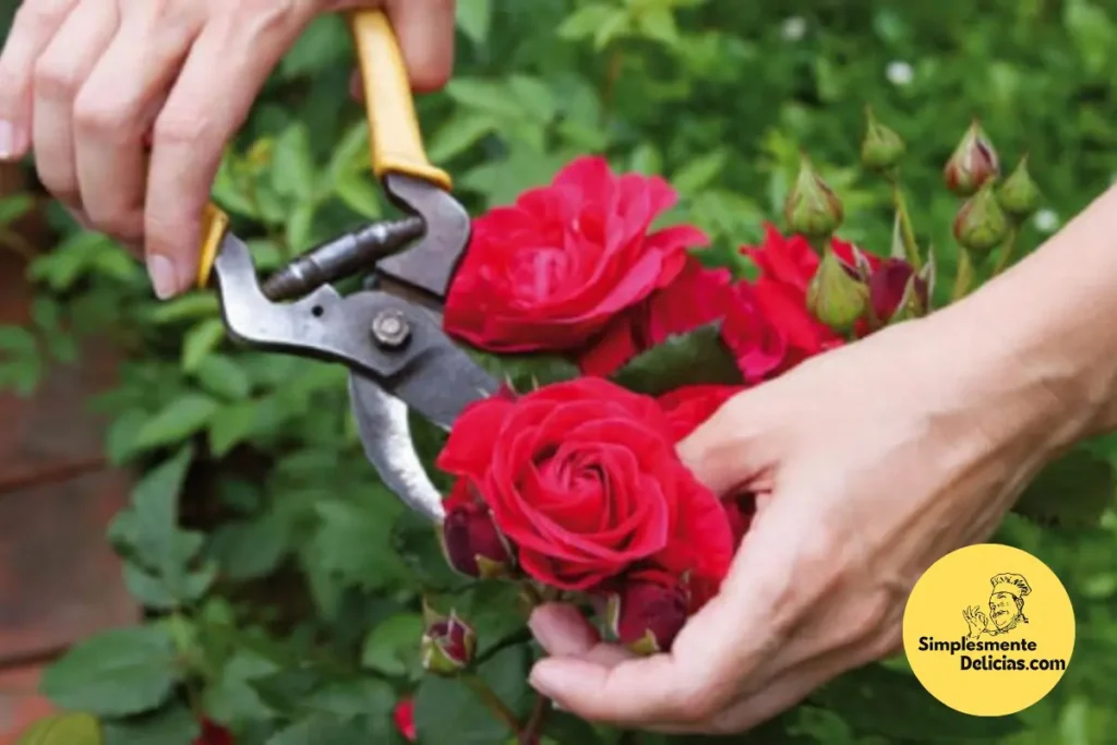 Cultivar Rosas Bonitas